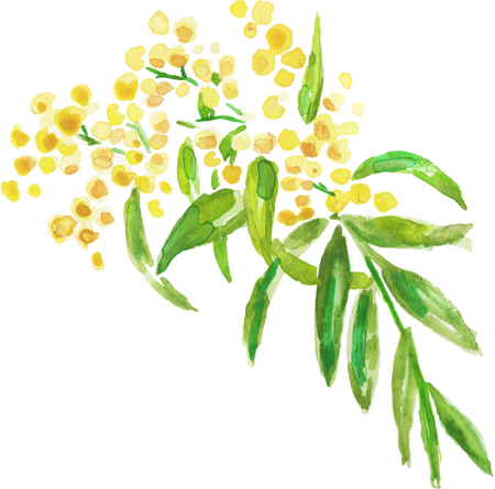 Watercolor Wattles Acacia Australian Native Flower